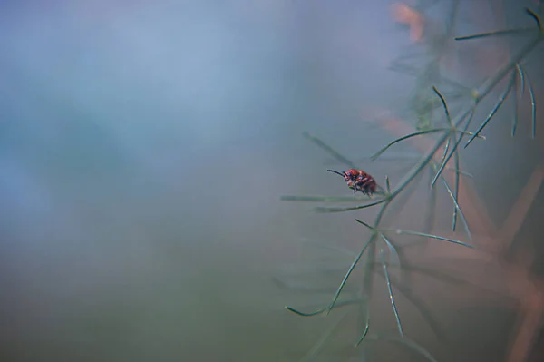 Red Milkweed Garbus siedzący na zielonym liściu — Zdjęcie stockowe