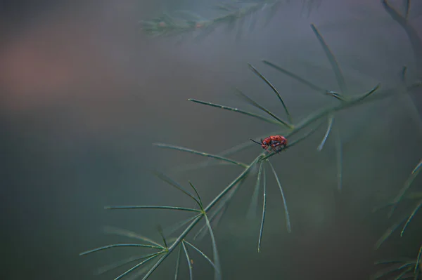 Yeşil bir yaprağın üzerinde oturan kırmızı yosun böceği. — Stok fotoğraf