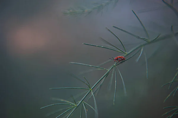 Красный молочный жук, сидящий на зеленом листе — стоковое фото