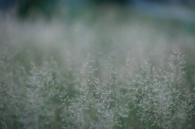 PANICUM VIRGATUM. Kabarık dikenli otların olduğu bir tarla.