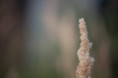 PANICUM VIRGATUM. Kabarık dikenli otların olduğu bir tarla.