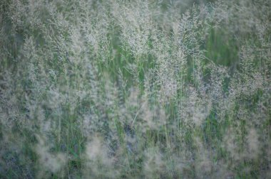 PANICUM VIRGATUM. Kabarık dikenli otların olduğu bir tarla.