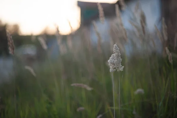 PANICUM VIRGATUM. ett fält av högt gräs med fluffiga spetsar — Stockfoto