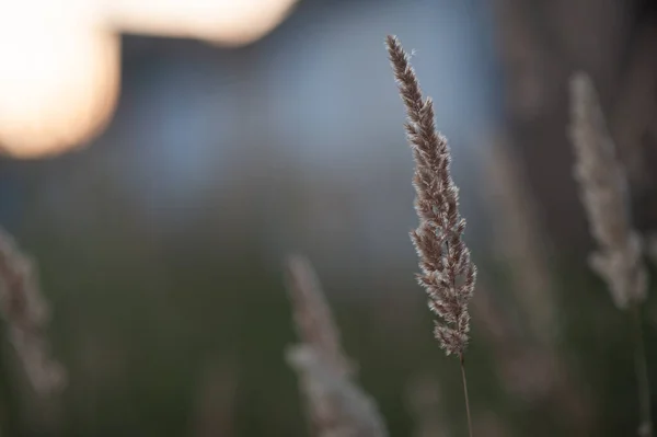 パニカム・ヴィルガトゥム。ふわふわのスパイクを持つ背の高い草の畑です — ストック写真