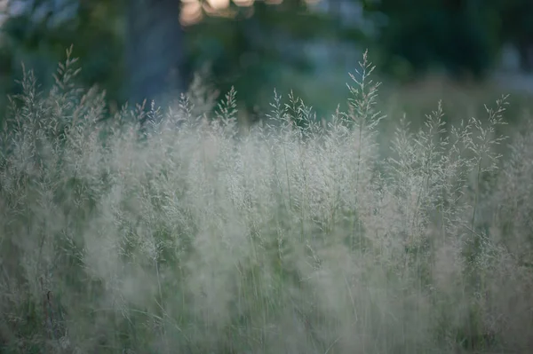 PANICUM VIRGATUM in Verbindung setzen. ein Feld aus hohem Gras mit flauschigen Stacheln — Stockfoto