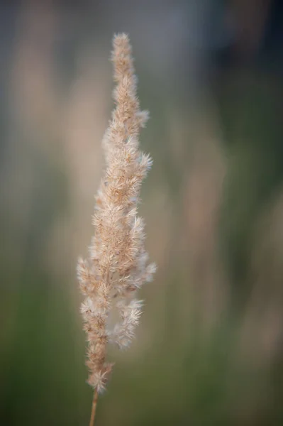 PANICUM VIRGATUM. un campo de hierba alta con espiguillas esponjosas — Foto de Stock