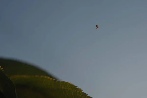 Petite araignée sur sa toile dans la nature — Photo