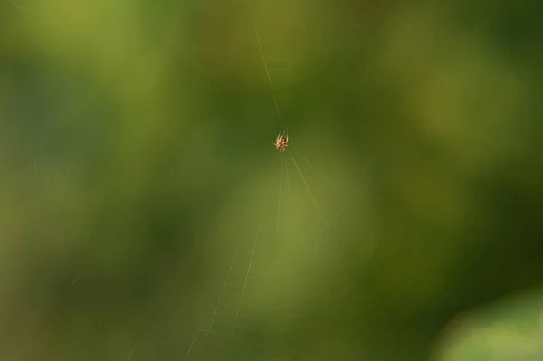 Kleine Spinne in ihrem Netz in der Natur — Stockfoto