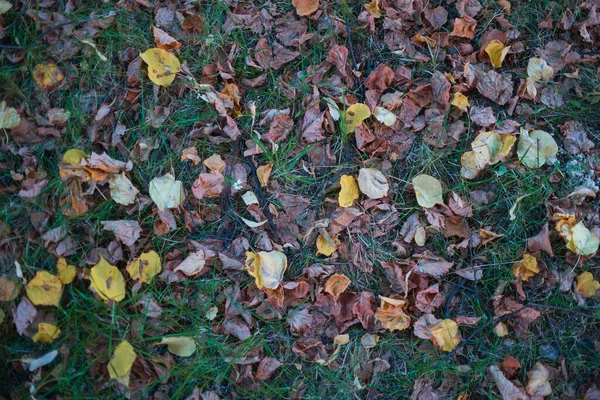 Herbstlaub liegt auf dem Gras — Stockfoto