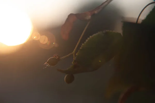 Ramas de tilo al atardecer en el sol — Foto de Stock