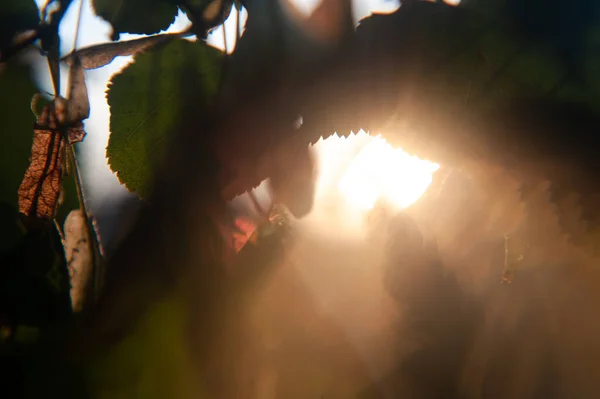 Ramas de tilo al atardecer en el sol — Foto de Stock