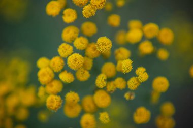  Sıradan bir adaçayı. Hadi Tansy. sarı çiçek kabartmaları