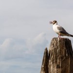 Möwe auf Stange sitzend mit venezianischer Stadt im Hintergrund