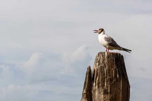 Seagull Sitting Pole Venice City Background — Free Stock Photo