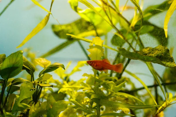 Primer Plano Del Acuario Con Peces Rojos Pequeños — Foto de Stock