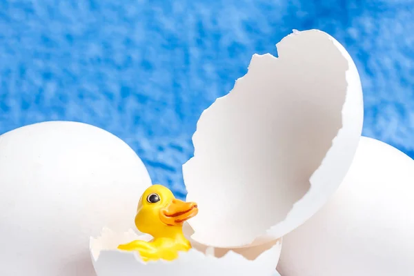 yellow easter duckling with white egg shells on a blue background
