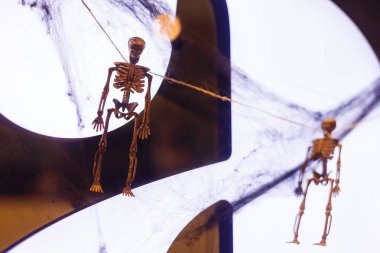 Ağaçtaki örümceğe yaklaş