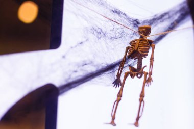 Bahçedeki örümceğe yaklaş