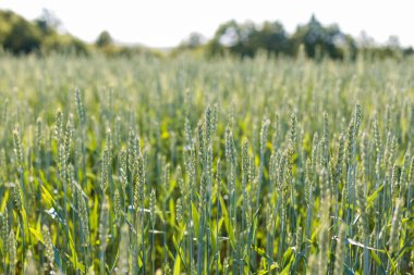 Yeşil buğday tarlası, kapat