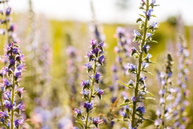 Echium plantagineum, mor viper'ın-bugloss veya Paterson'ın laneti