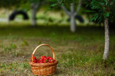 Hasır sepet yeşil bahçe içinde olgun tatlı çilek 