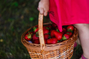 hasır sepet içinde Olgun tatlı çilek