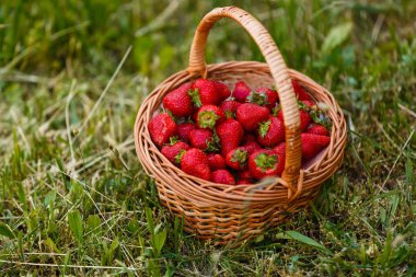 rustik yeşil çimenlerin üzerinde çilek sepetle