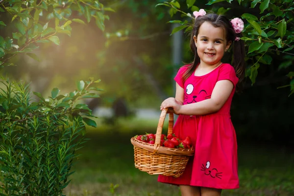 Мила Маленька Дівчинка Позує Свіжою Червоною Полуницею Сонячному Саду — стокове фото