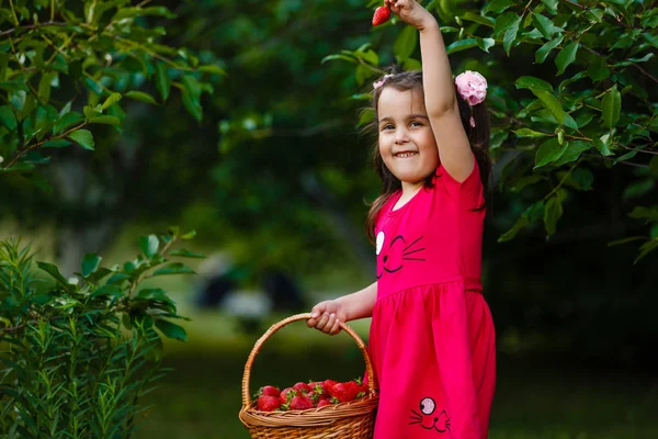 Симпатична Маленька Дівчинка Тримає Кошик Червоної Полуниці Позує Сонячному Саду — стокове фото