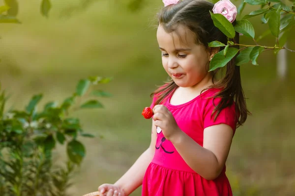 Menina Bonito Segurando Cesta Morangos Vermelhos Posando Jardim Ensolarado — Fotografia de Stock