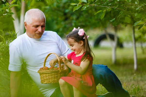 딸기와 할아버지 — 스톡 사진