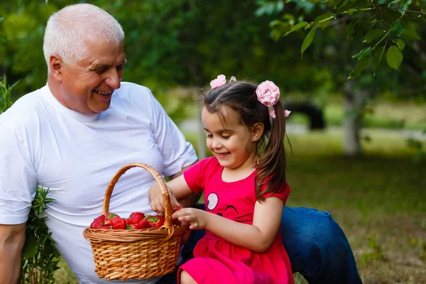 Grandfather Granddaughter Eating Strawberries Sitting Green Garden — Stock Photo, Image