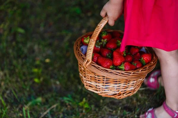Ripe Sweet Strawberries Wicker Basket — Stock Photo, Image