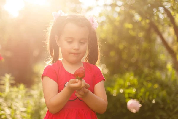 Kleines Mädchen Pflückt Frisches Obst Auf Bio Erdbeerfarm — Stockfoto