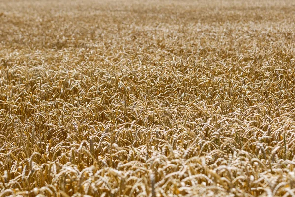 Golden Wheat Field Sunny Day — Stock Photo, Image