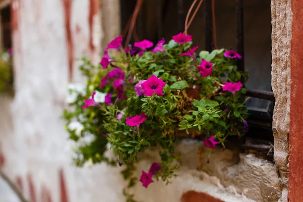 Janela Barrada Com Grande Canteiro Flores Lilás Elemento Casa Europeia — Fotografia de Stock