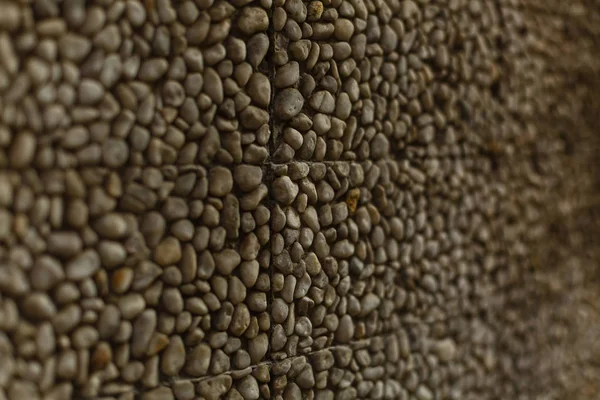 Beaucoup Carcasses Coquillages Sur Mur — Photo