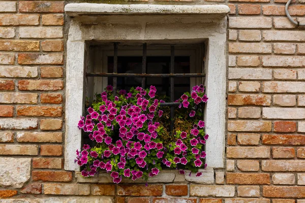 Flowers behind Wrought Iron Grill or bars on Window