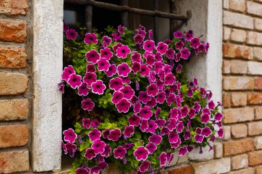 Çiçek Ferforje ızgara veya barlar penceresinde arkasında