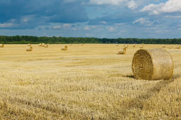 Stapel Vete Halm Skörd Jordbruksmark Höstaplarnas Valsar — Stockfoto