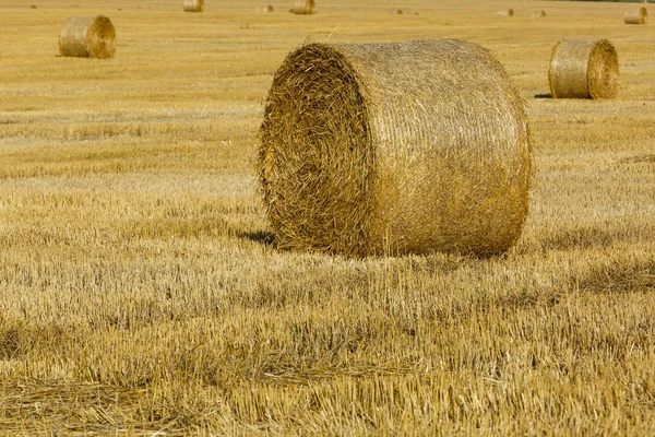 Стопки Пшеничної Соломи Під Час Збирання Сільськогосподарське Поле Рулони Стовбурів — стокове фото