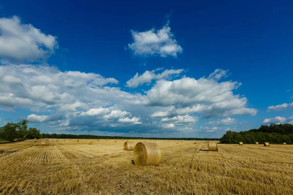 Gula Vetefält Med Rullar Sommaren Landsbygden Naturlandskap — Stockfoto