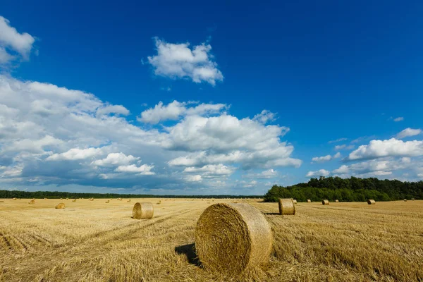 Wheat Yellow Field Hay Rolls Summer Countryside Natural Landscape — Stock Photo, Image