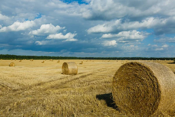 Wheat Yellow Field Hay Rolls Summer Countryside Natural Landscape — Stock Photo, Image