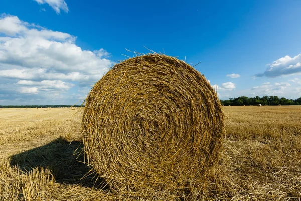 Stack Wheat Straw Harvesting Agricultural Field Rolls Haystacks — Stock Photo, Image