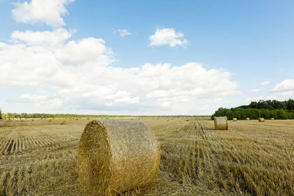 Stack Wheat Straw Harvesting Agricultural Field Rolls Haystacks — Stock Photo, Image