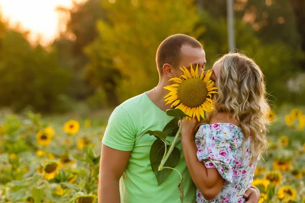 Güzel Genç Çift Ayçiçeği Alanında Günbatımında Öpüşme — Stok fotoğraf