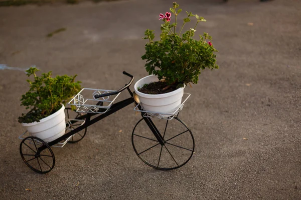 Kwiat Kosz Vintage Starych Rowerów Pobliżu Vintage Drewniane Summer Street — Zdjęcie stockowe