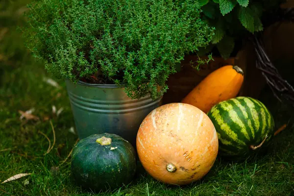 Colore Zucche Anguria Erba Verde Sfondo Autunno — Foto Stock