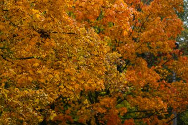 Renkli parlak sonbahar ağaçlar